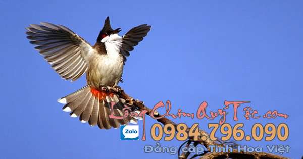 Bí quyết tăng lửa và cải thiện thể lực cho chim chào mào thi đấu