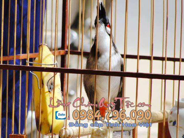 Hướng dẫn chăm sóc chim chào mào thay lông tốt nhất cho người mới chơi 2 Chăm sóc chim chào mào thay lông tốt nhất