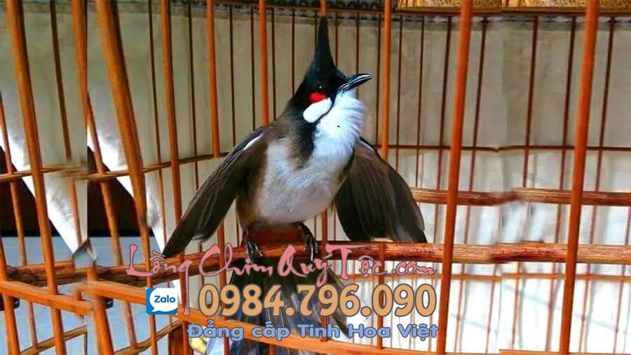 Hướng dẫn chăm sóc chim chào mào thay lông tốt nhất cho người mới chơi 3 Kết hợp đều đặn tắm nước và phơi nắng hợp lý sẽ giúp chào mào có một bộ lông mới mượt mà, óng ánh