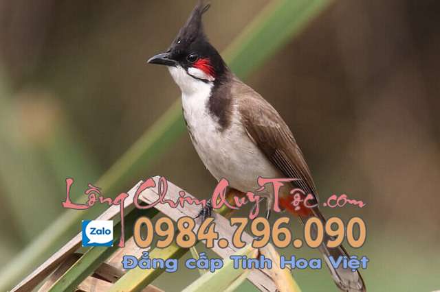 Hướng dẫn chăm sóc chim chào mào thay lông tốt nhất cho người mới chơi 1 Nhận biết thời điểm chim chào mào thay lông